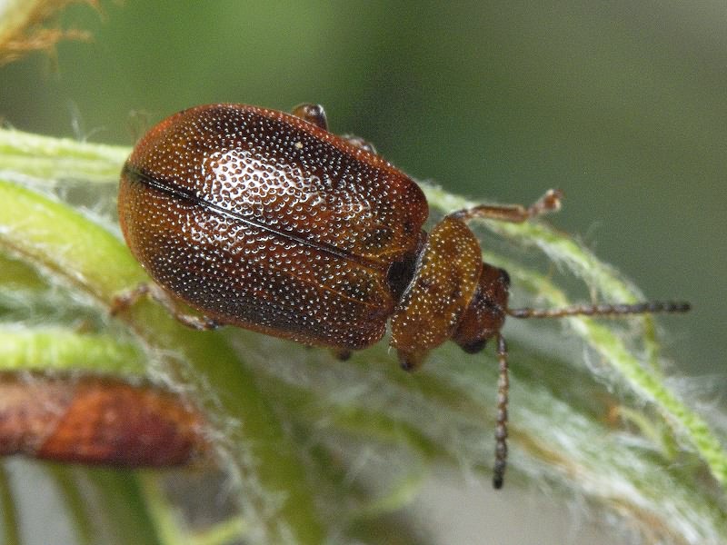 Lochmaea crataegi (Forster, 1771)